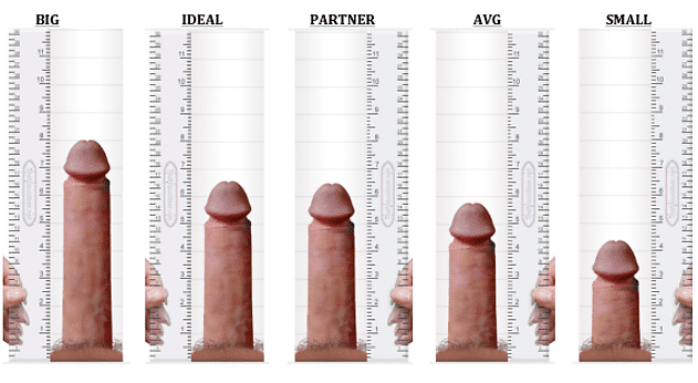 Penis Size All