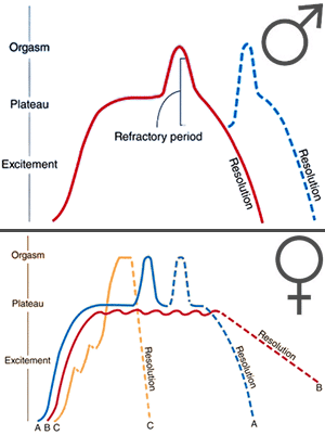 Sexual Response Cycle